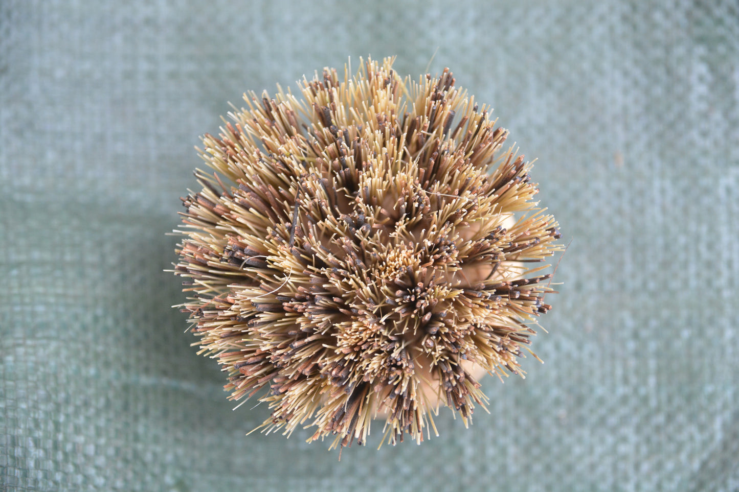 Replacement Head for Reusable Dish Brush - Firm Bristles - Tree of Life