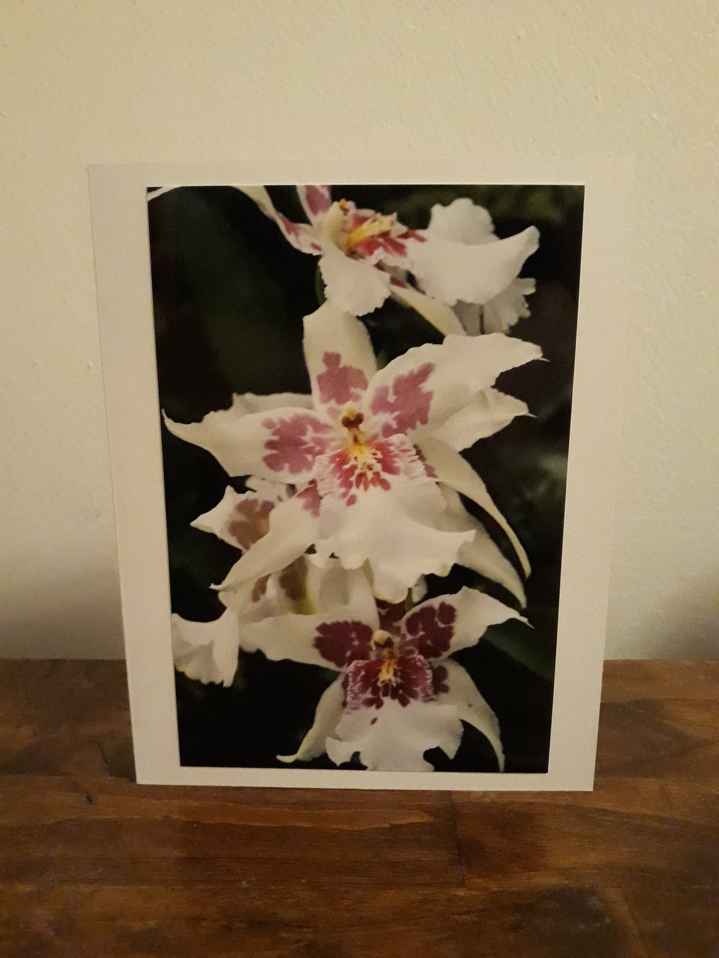 Dawna Anders Photography - Photo Greeting Card White and Magenta Orchid - hiraethcynefin